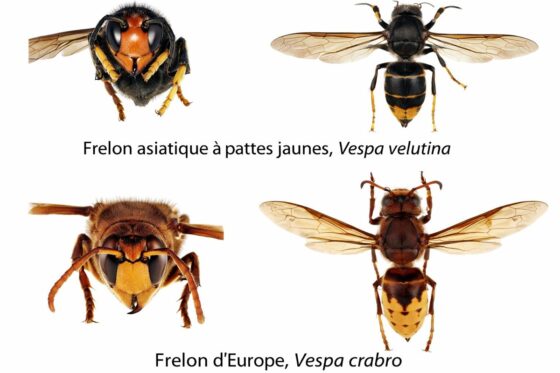 Frelons asiatiques